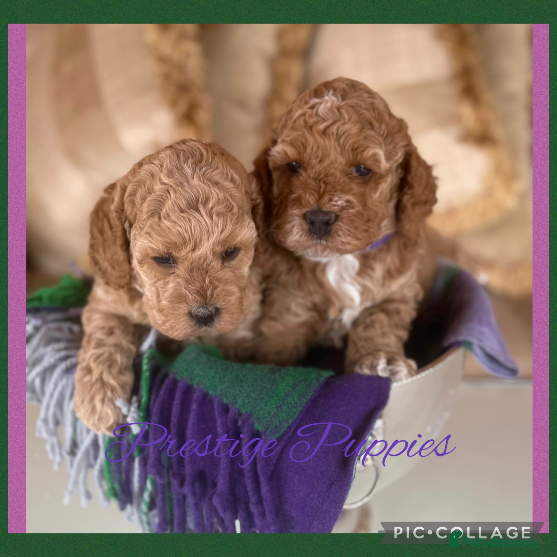 Cavapoo dogs Superior yankiedoodle American Cockerpoos🇺🇸f1b - Advert 1