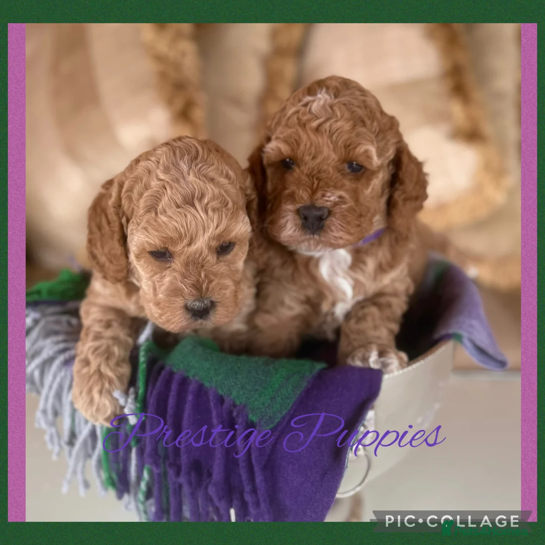 Cavapoo dogs for sale: Superior yankiedoodle American Cockerpoos🇺🇸f1b - Advert 1