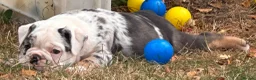 Olde English Bulldogge dogs for sale: 🐾2 Olde English bulldog puppies left 🐾 - Advert 17