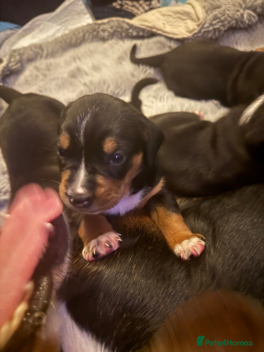 Mixed Breed dogs for sale: Bully Basset’s ( Bull dog x Bassett Hound)  - Advert 7