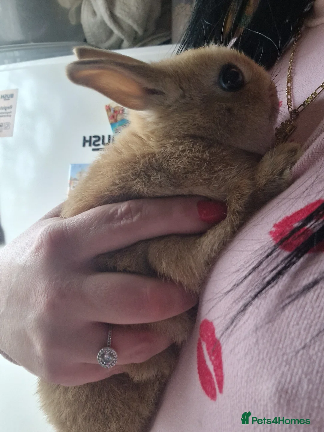 Netherland Dwarf rabbits for sale: Netherland dwarf girl  - Advert 14