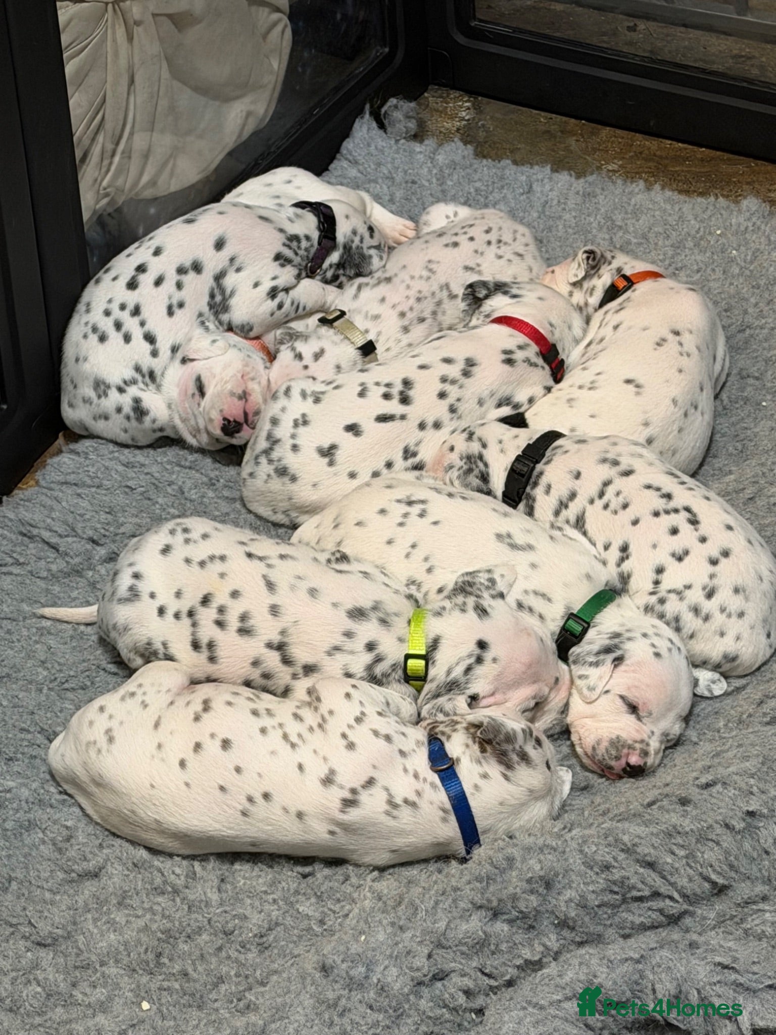 Dalmatian dogs 9 beautiful Dalmation puppies  - Advert 9