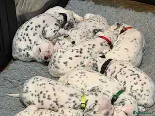 Dalmatian dogs 9 beautiful Dalmation puppies - Advert 6