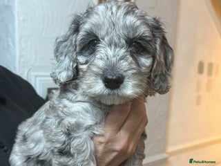 Cockapoo dogs - Advert 2