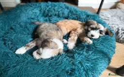 Tibetan Terrier dogs for stud: Tibetan Terrier for Stud Duties - Image 5