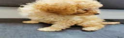Toy Poodle dogs for sale:  READY TO LEAVE fully vaccinated kc regstrd GIRL - Advert 9