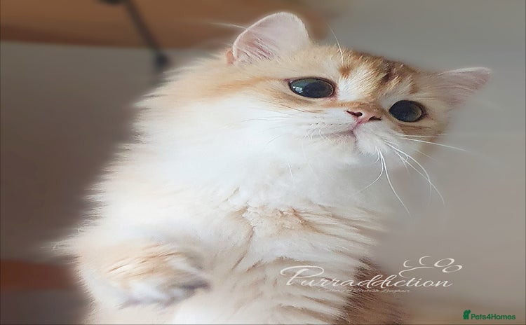 British Longhair cats - Advert 2