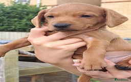 Mixed Breed dogs for sale: Dockerpoo puppies - Image 2