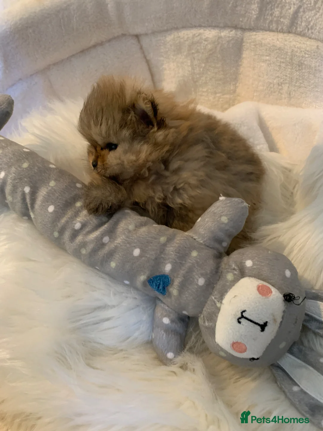 Pomeranian dogs for sale: Beautiful quality Pomeranian puppies kc reg  - Advert 7