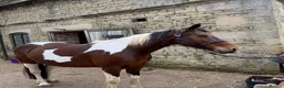 Irish Cob horses for sale: Beautiful mare chaps equine passport  - Advert 1