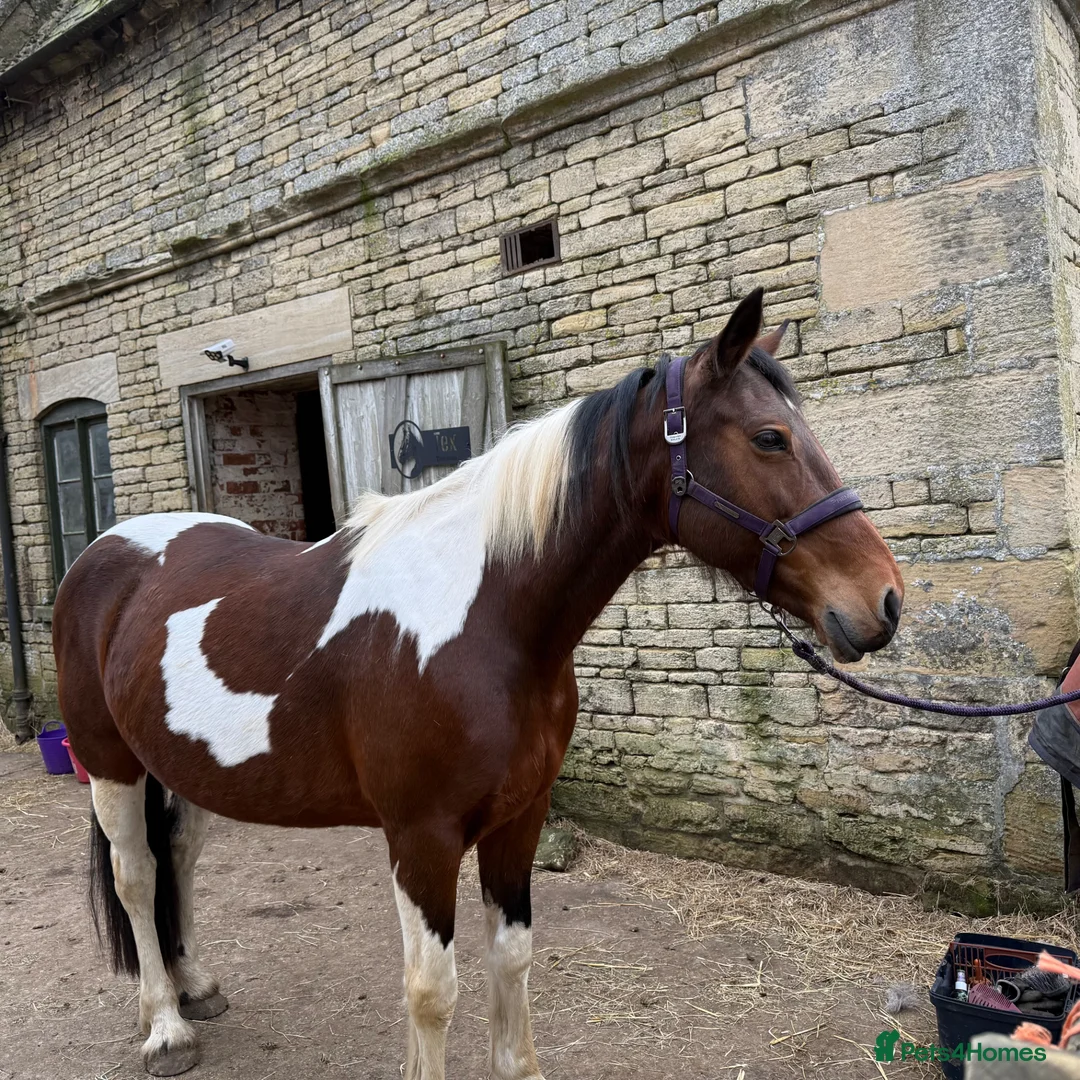 Irish Cob horses for sale: Beautiful mare chaps equine passport  - Advert 1