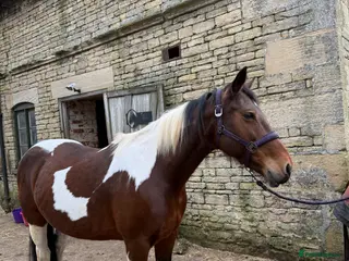 Irish Cob horses Beautiful mare chaps equine passport - Advert 1