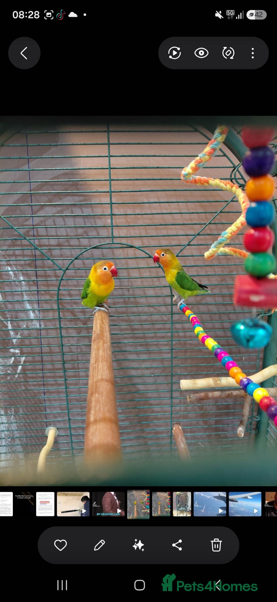 Lovebirds birds Lovebirds  - Advert 1