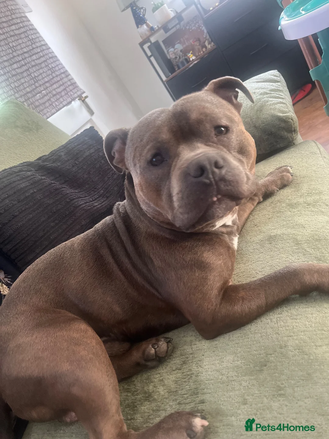 Staffordshire Bull Terrier dogs for stud: Pure Breed Staffordshire Bull Terrier (STUD) - Advert 3