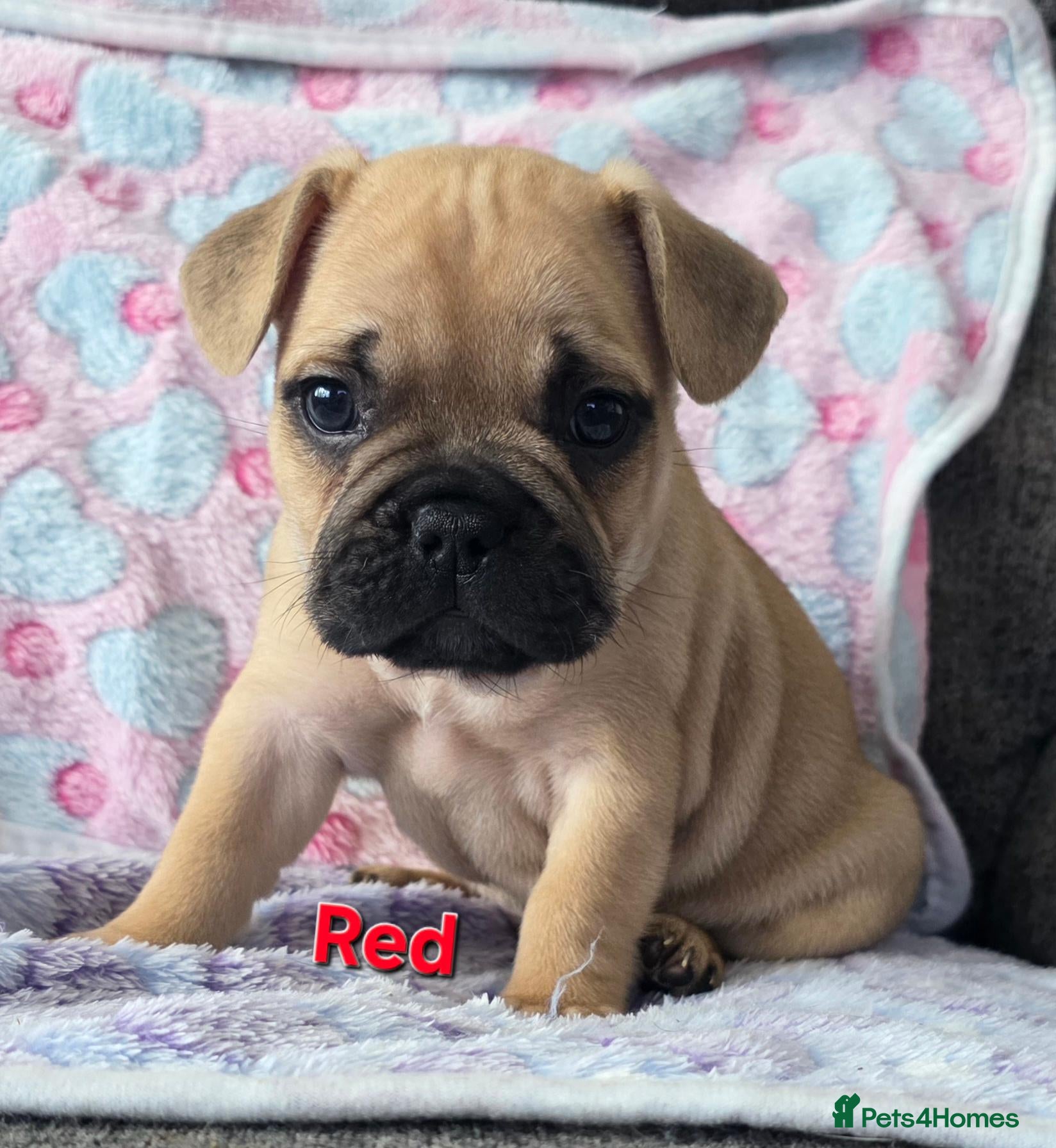 French Bulldog dogs French bulldog puppies. - Advert 14