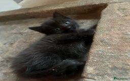 Mixed Breed cats for sale: Adorable Kittens Ready to Leave soon - Advert 25