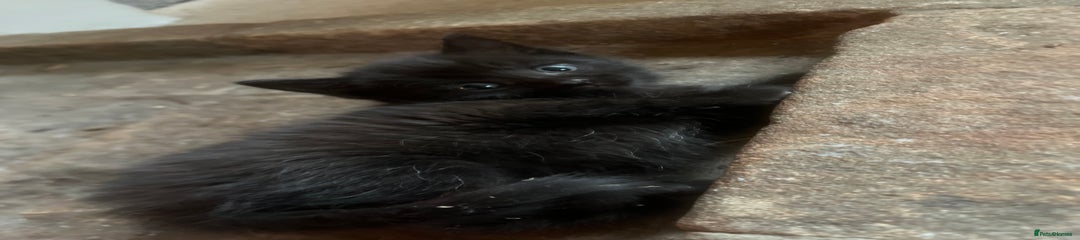 Mixed Breed Kitten 2