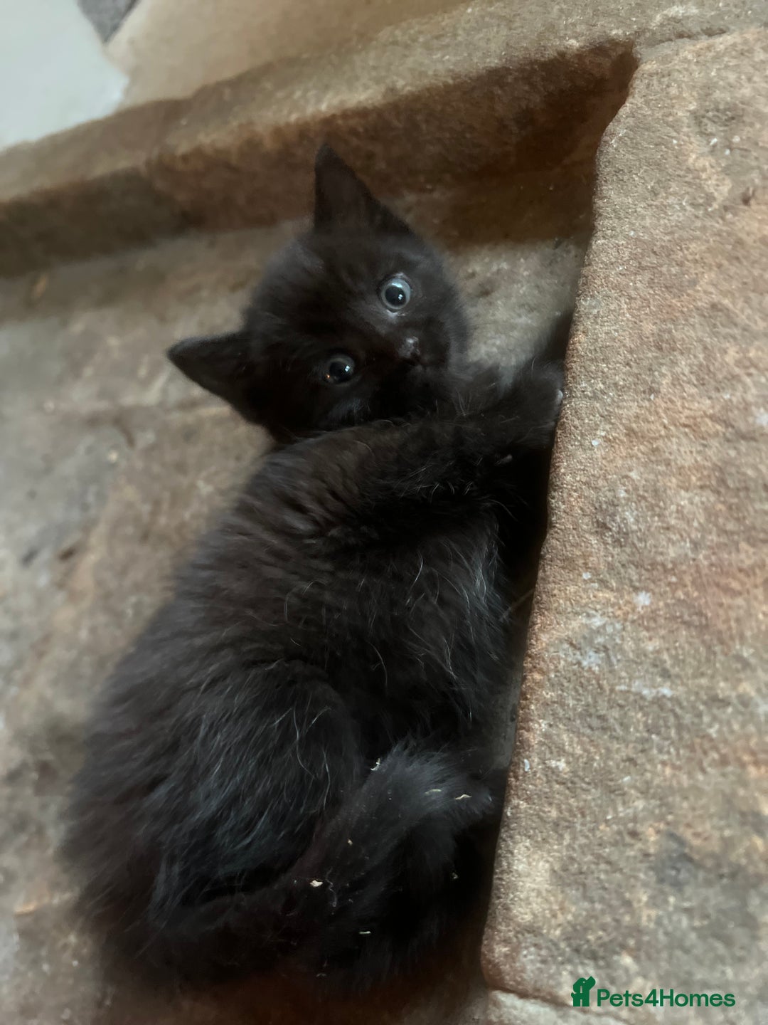 Mixed Breed cats for sale: Adorable Kittens Ready to Leave soon - Advert 25