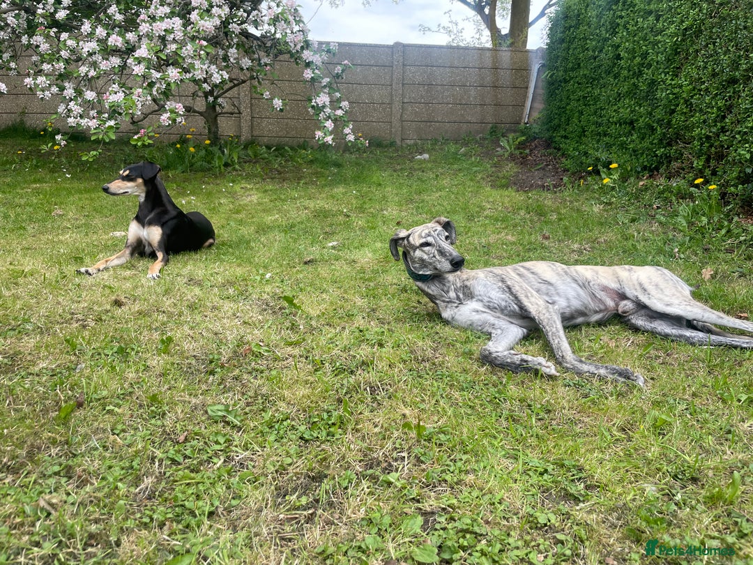 Mixed Breed dogs for sale: Stunning saluki greyhound puppies.  - Advert 26