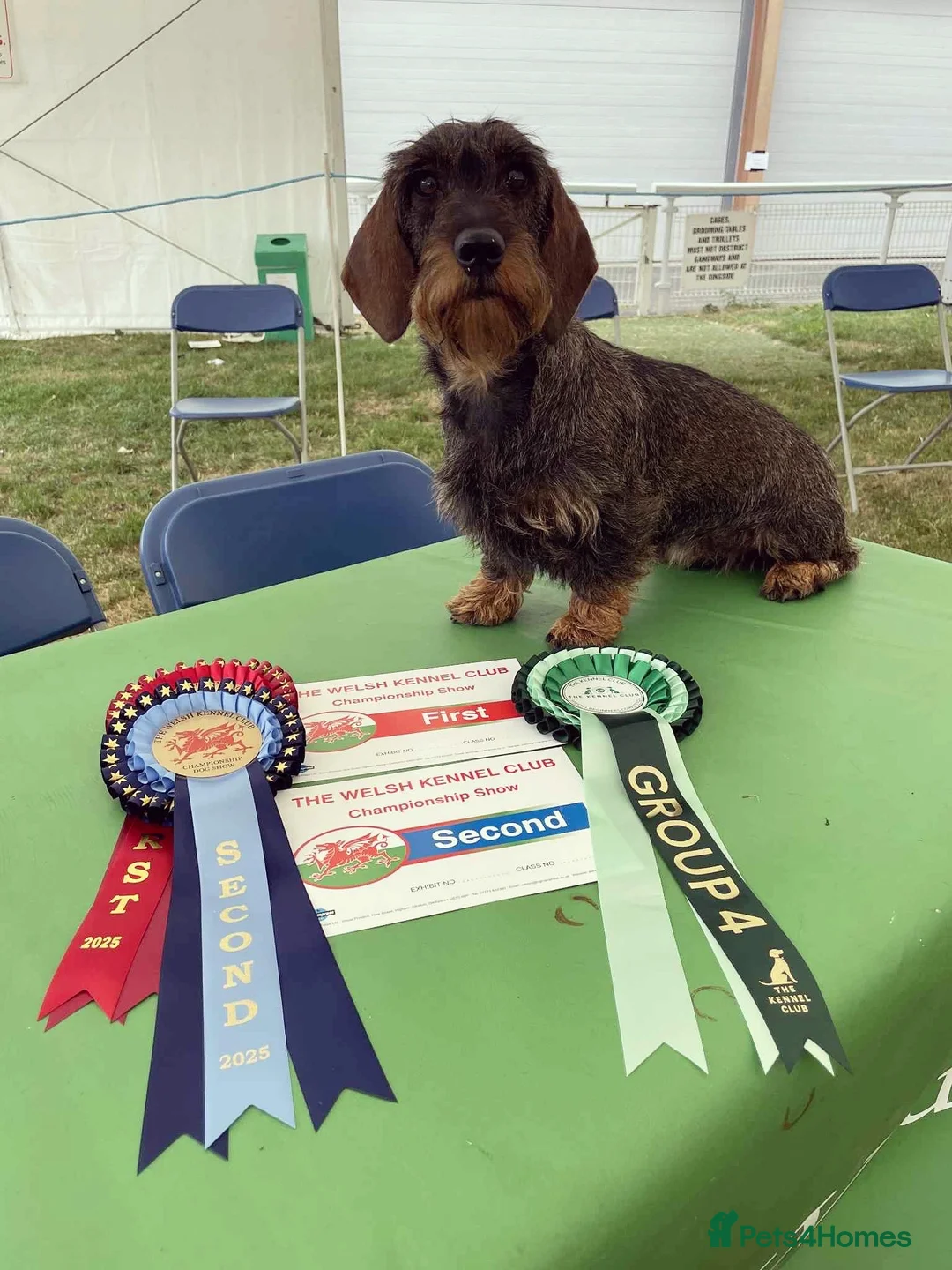 Dachshund dogs for sale: Health Tested Standard Wire Dachshunds - Advert 2