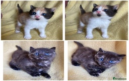 Maine Coon cats for sale: Maine coon x - Image 1