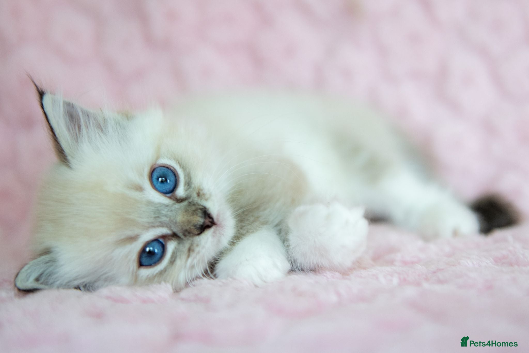 Ragdoll cats Stunning Ragdolls Reserve Now. - Advert 1