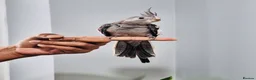 Cockatiels birds for sale: Beautiful baby hand tamed cockatiels for sale. - Advert 13