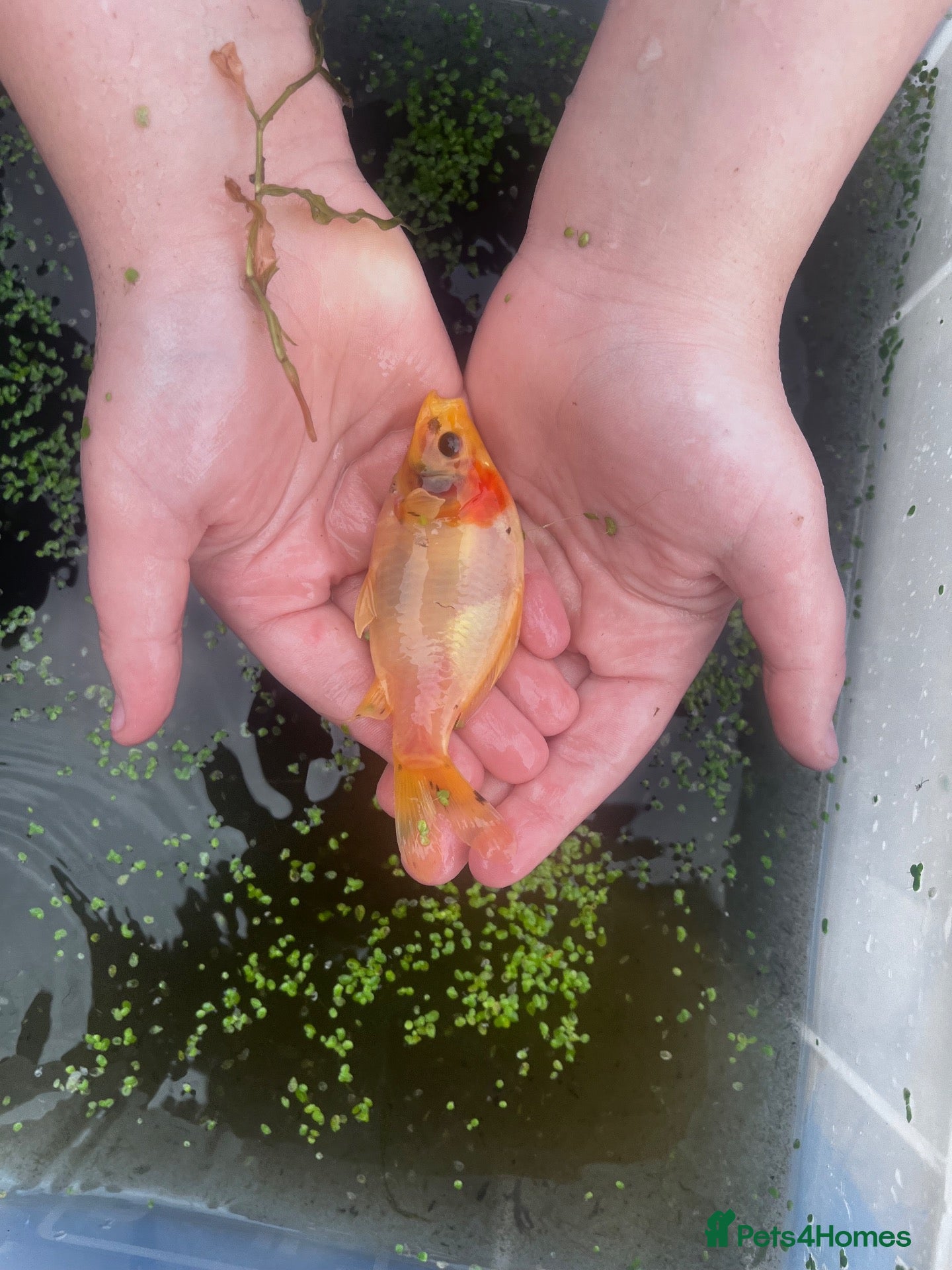 Goldfish fish Ten Gold fish 1-2 years old  - Advert 7