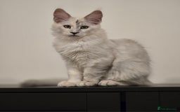 Maine Coon cats for sale: Large Silver Shaded Maine Coon kittens  - Image 10