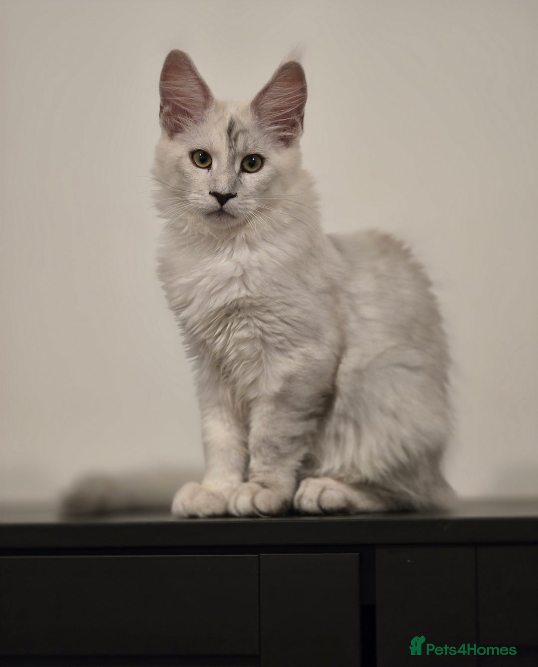 Maine Coon cats for sale: Large Silver Shaded Maine Coon kittens  - Image 10
