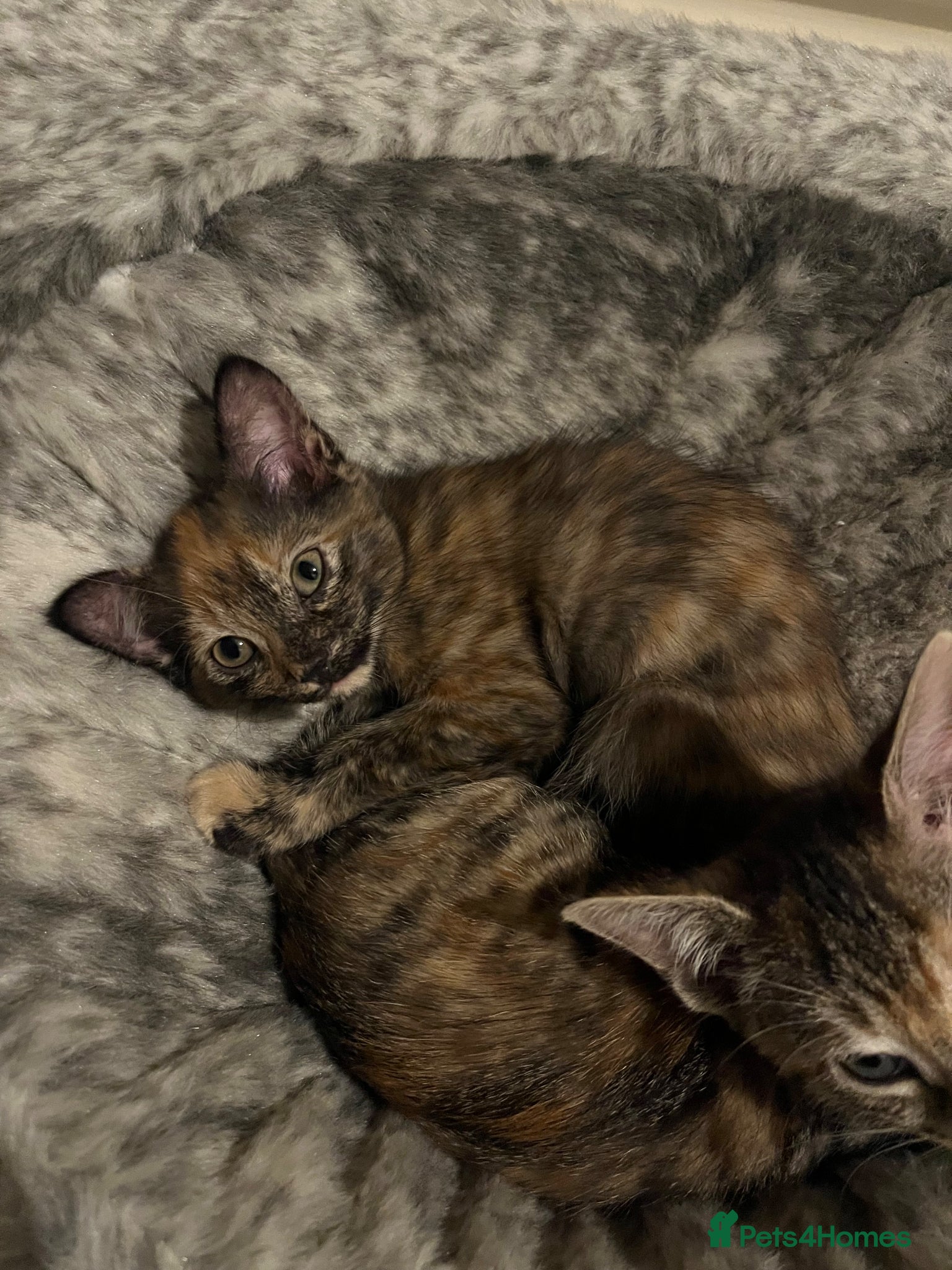 Mixed Breed cats 5 beautiful and friendly kittens! - Advert 2