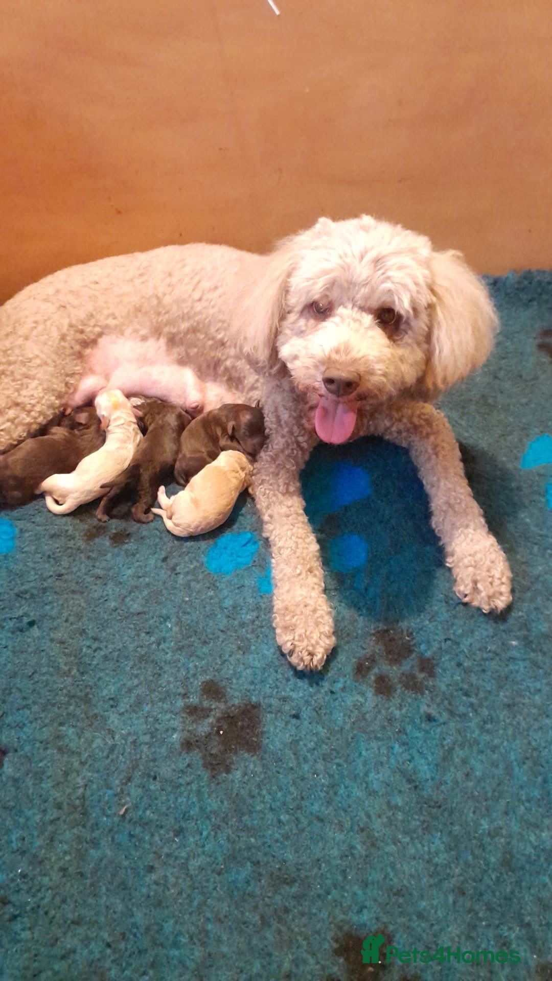 Australian Labradoodle dogs     🐾 Adorable Australian Labradoodle Puppies  - Advert 1