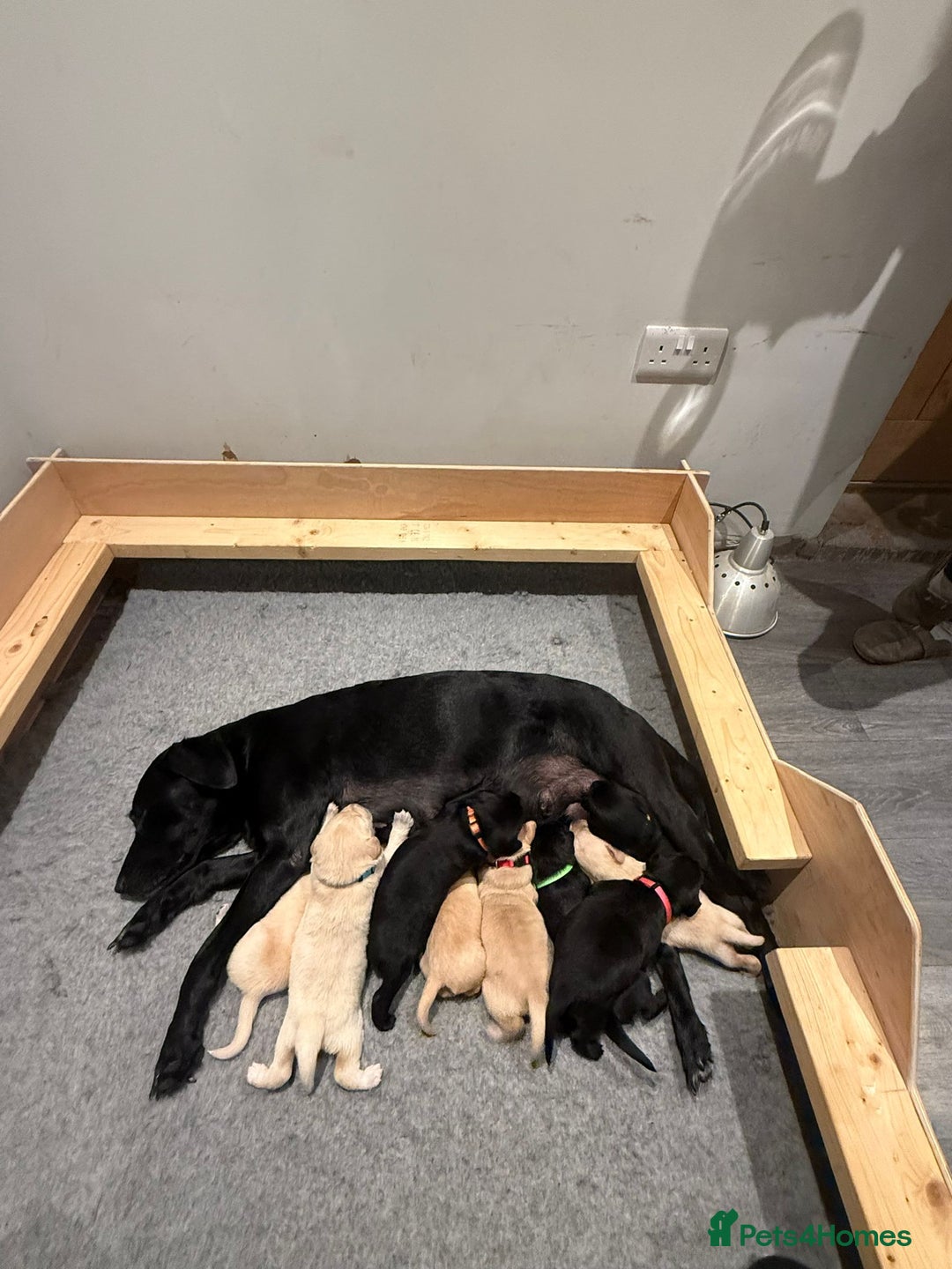 Springador dogs for sale: 4 Male Labrador available - Advert 1