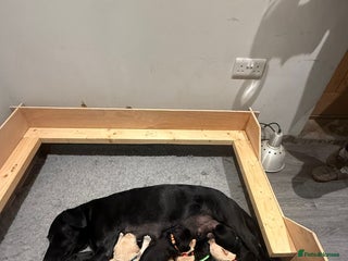 Springador dogs 4 Male Labrador available - Advert 6