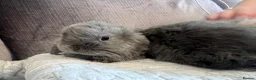Mini Lop rabbits for sale: Mixed mini lops - Advert 8
