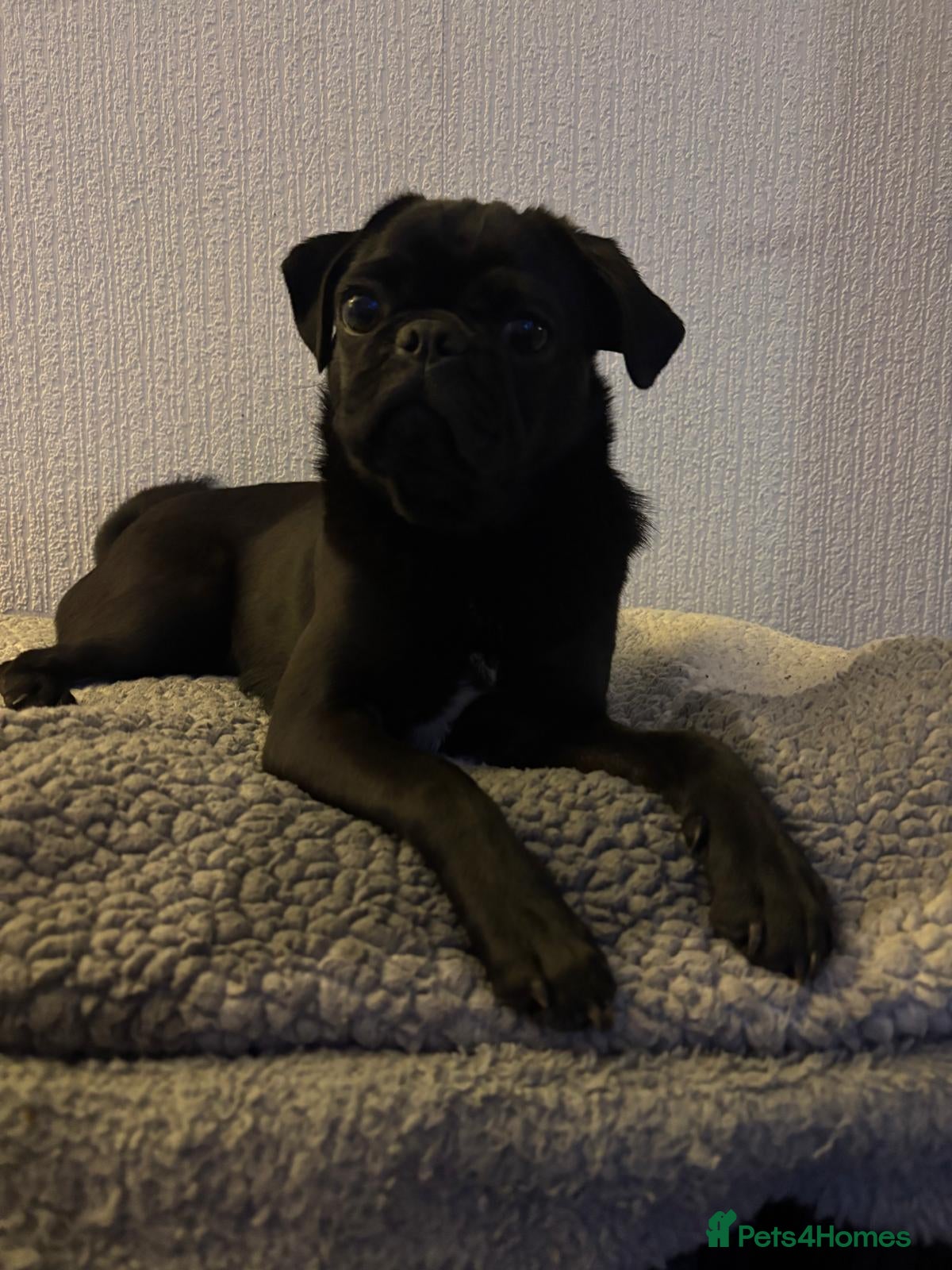 Pug dogs 9 month old pug - Advert 4