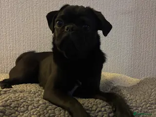 Pug dogs 9 month old pug - Advert 4