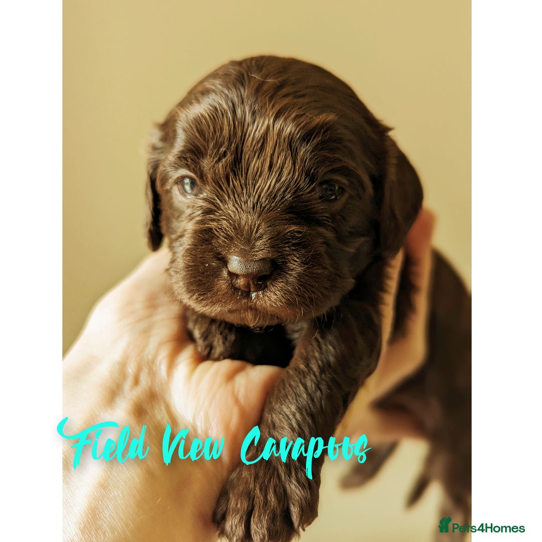 Cavalier King Charles Spaniel dogs for stud: 1st KC Registered Chocolate Cavalier Stud In UK!!  in Sutton Coldfield - Advert 9