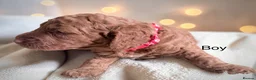 Cockapoo dogs for sale: Extensively health checked cockapoo puppies   - Advert 35