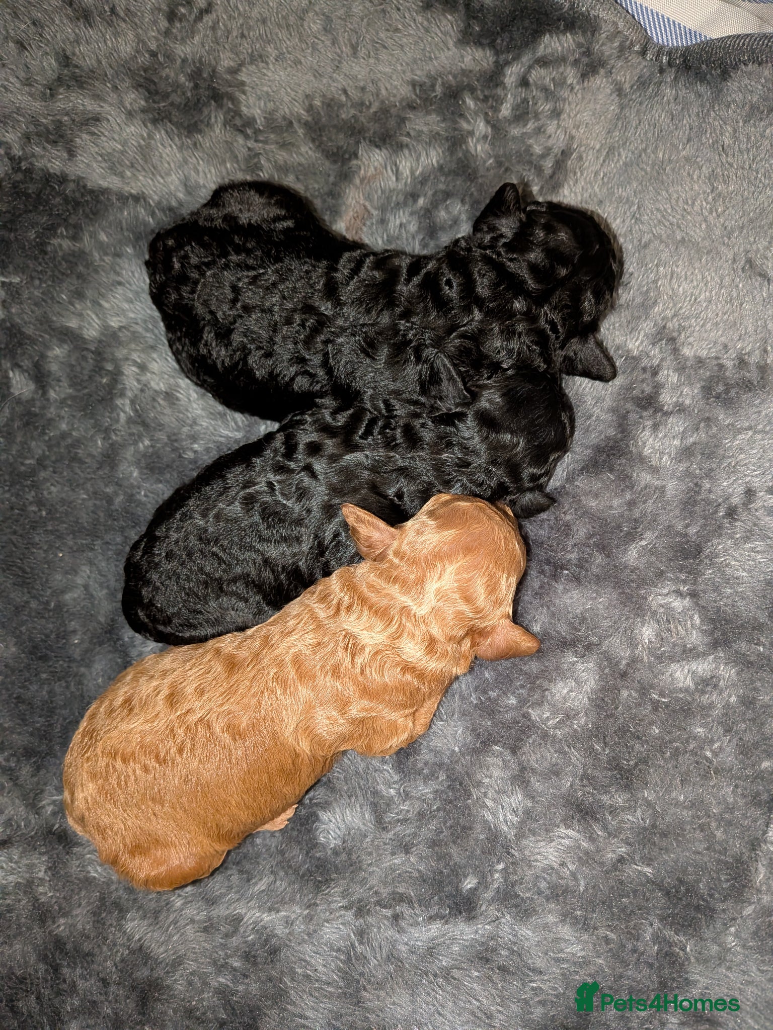 Cockapoo dogs Minature Cockapoo Puppies for Sale - Advert 6