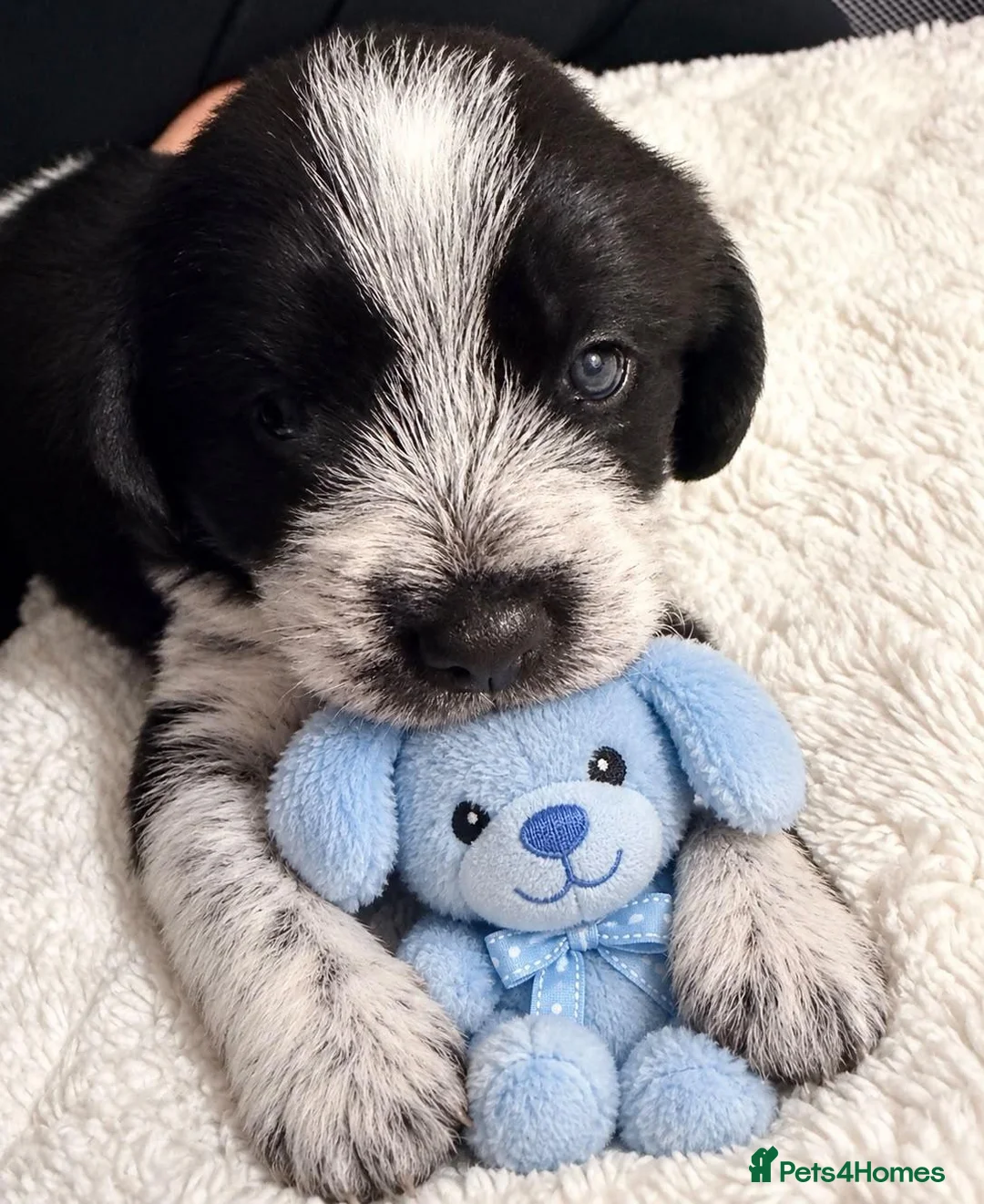 Mixed Breed dogs for sale: Patterbea  in Southampton - Advert 2