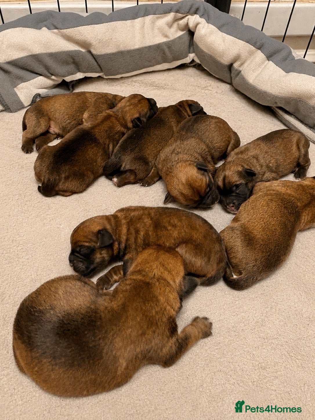Mixed Breed dogs Border terrier X Patterdale terrier - Advert 11