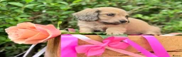 Miniature Dachshund dogs for sale: Long haired miniature dachshunds  - Advert 8