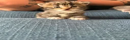 British Longhair cats for sale: Stunning 4 kittens in Kidderminster - Advert 14