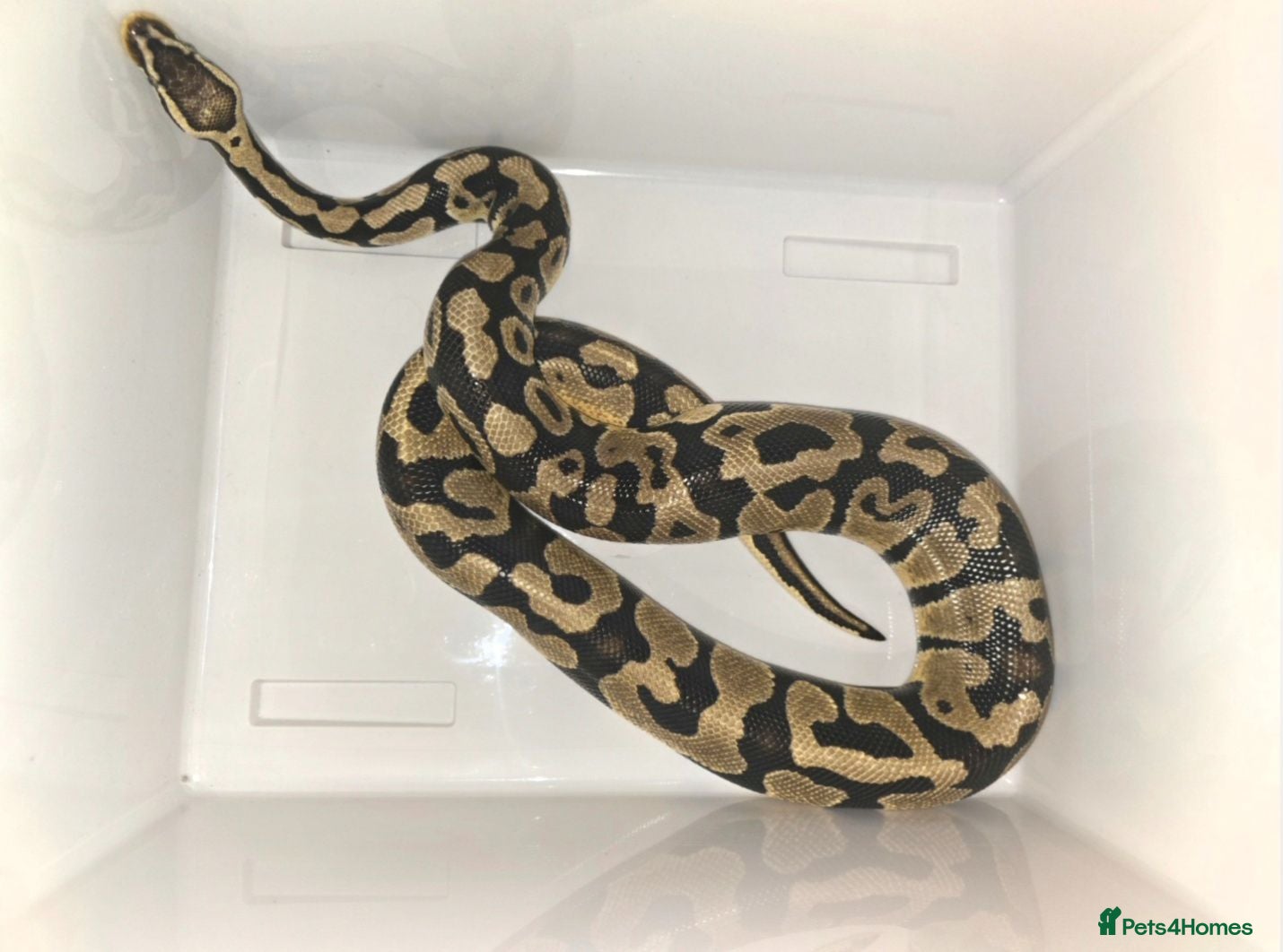 Python Snake reptiles Pastel royal python  - Advert 1