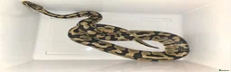 Python Snake reptiles for sale: Pastel royal python  - Advert 1