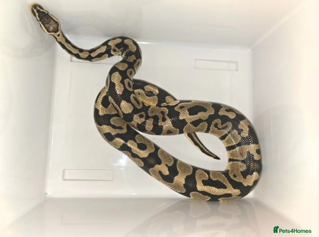 Python Snake reptiles for sale: Pastel royal python  - Advert 1