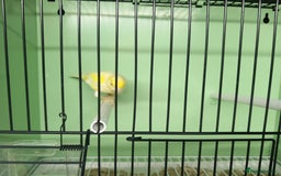 Canaries birds for sale: Canaries  - Image 10