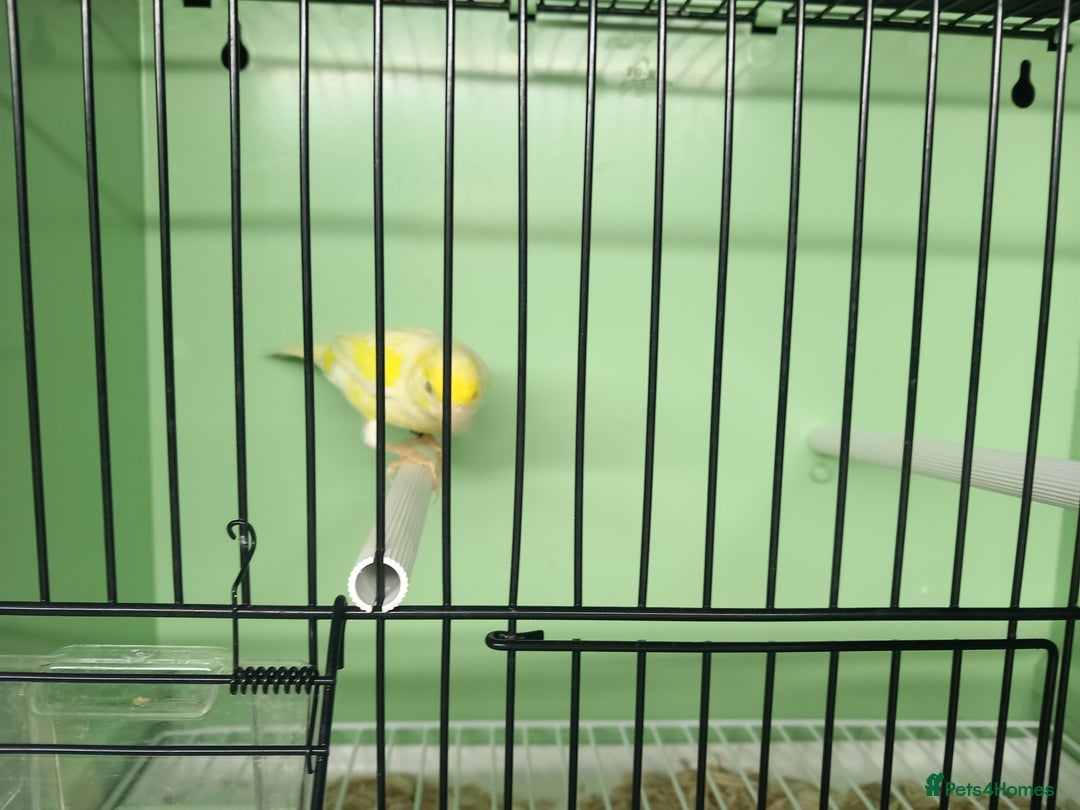 Canaries birds for sale: Canaries  - Image 10