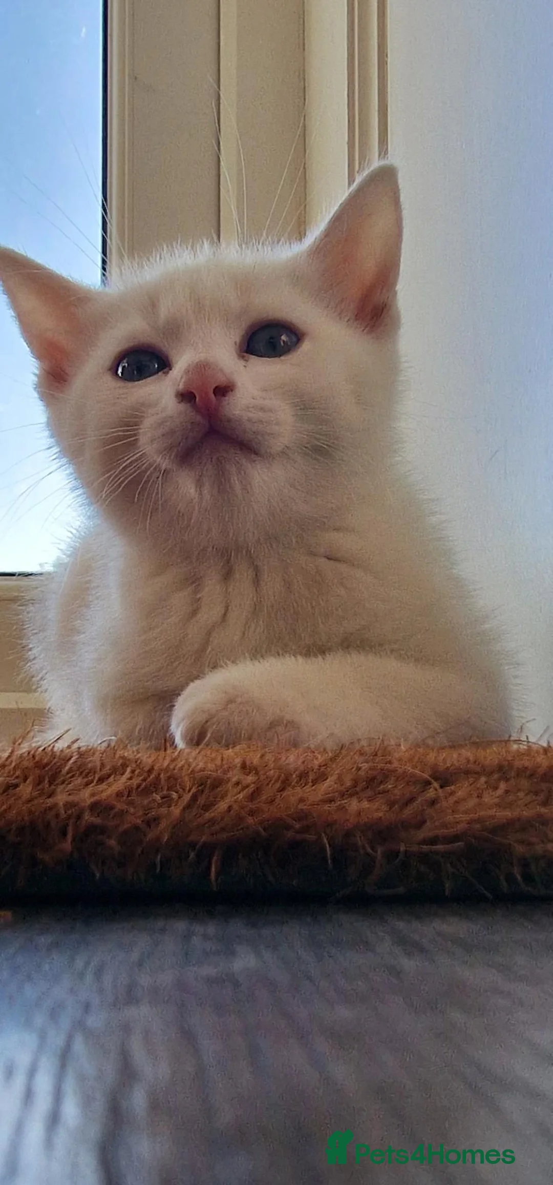 Mixed Breed cats for sale: Lovely white kitten (Male) - Advert 4
